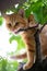Beautiful young red tabby cat climbs trees and gnaws on a branch, summer nature outdoor