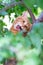 Beautiful young red tabby cat climbs trees and gnaws branch, summer nature outdoor