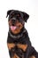 Beautiful young rottweiler, white background.