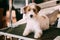 Beautiful Young Rough Coated Jack Russell Terrier Dog. Small ter
