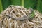 Beautiful young sand lizards enjoying the sun in Germany.