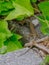 Beautiful young sand lizards enjoying the sun in Germany.