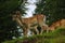 Beautiful young sika deer stand at the edge of the forest