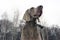 beautiful young sitting weimaraner dog in winter / spring background