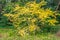 A beautiful young small branchy ash tree with gold and yellow leaves on the green trees background in a park in autumn