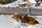 Beautiful young spaniel sneaks in deep snow
