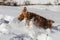 Beautiful young spaniel sneaks in the snow