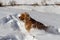 Beautiful young spaniel in the snow