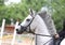 Beautiful young sport horse canter during training outdoors