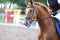 Beautiful young sport horse canter during training outdoors