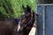 Beautiful young sport horse looking back in front of a special horse trailer before training