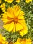 Beautiful young sunflower flowers in the clearing