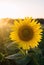 Beautiful young sunflower grow in a field at sunset. Agriculture and farming. Agricultural crops. Yellow flowers. Helianthus.