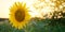 Beautiful young sunflower grow in a field at sunset. Agriculture and farming. Agricultural crops. Yellow flowers. Helianthus.