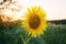 Beautiful young sunflower grow in a field at sunset. Agriculture and farming. Agricultural crops. Yellow flowers. Helianthus.