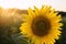 Beautiful young sunflower grow in a field at sunset. Agriculture and farming. Agricultural crops. Yellow flowers. Helianthus.