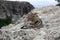 Beautiful young tabby cat napping in the mountains on a stone.