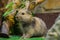 Beautiful, young, tricolor, little rabbit. The breeding of domestic rabbits