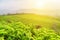 Beautiful young upper green tea leaves in rays of sunset