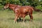 Beautiful young warmblood mare breastfeeding her newborn foal on