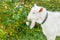 Beautiful young white goat chews a chamomile flower on a beautiful green background