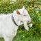 Beautiful young white goat chews a chamomile flower on a beautiful green background