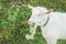 Beautiful young white goat chews a chamomile flower on a beautiful green background