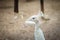 Beautiful young white peafowl. White young male albino peacock.