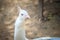 Beautiful young white peafowl. White young male albino peacock.