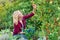 Beautiful young woman in checked red shirt harvesting tomatoes