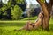 Beautiful young woman dressed in boho style sitting on green grass