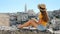 Beautiful young woman with hat sitting on wall looking at stunning panoramic view of Matera City in Italy. Slow motion.