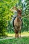 Beautiful young woman on horseback