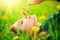 Beautiful young woman lying on the field in green grass and smelling blooming dandelions. Allergy free