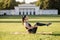 Beautiful young woman lying on a yellow mattress doing pilates or yoga, rolling back beginner exercises