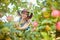 Beautiful young woman picking apples on a farm. Happy farmer grabbing an apple in an orchard. Fresh fruit produce