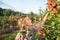 Beautiful young woman picking ripe organic apples