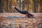 Beautiful young woman practices yoga asana Eka Pada Kaundiniasana 2 on the wooden deck in the autumn park