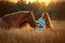 Beautiful  young woman with red tinker horse in oats field