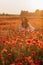 Beautiful young woman in short white dress and straw hat in field with poppies in evening at sunset and holds poppy in hand,