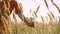 Beautiful young woman walks in the field collects a bouquet of flowers and spikelets. Portrait of attractive female on grass at su