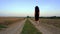 A beautiful young woman walks with a Staffordshire Terrier in a field. Happy free girl on a walk with a dog in nature.