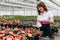 Beautiful young woman, wearing pink gloves watering flowers, while working in greenhouse. Florist concept