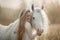 Beautiful young woman with white tinker cob in an autumn