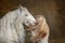 Beautiful young woman with white tinker cob in an autumn