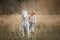 Beautiful young woman with white tinker cob in an autumn