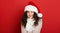 Beautiful young woman wink, portrait in santa helper hat and posing on red