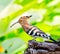 Beautiful of young woodpecker