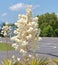 Beautiful yucca flower on a highway median on a bright sunny day
