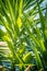 Beautiful Yucca leaves close up background